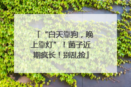“白天靠狗，晚上靠灯”！菌子近期疯长！别乱捡