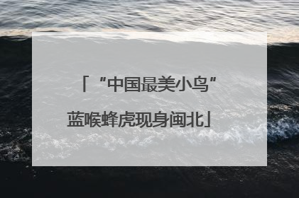 “中国最美小鸟”蓝喉蜂虎现身闽北
