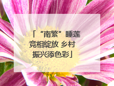 “南繁”睡莲竞相绽放 乡村振兴添色彩