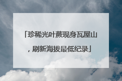 珍稀光叶蕨现身瓦屋山，刷新海拔最低纪录