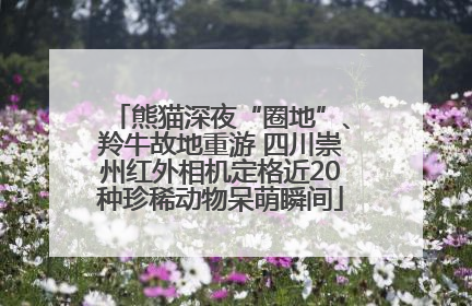 熊猫深夜“圈地”、羚牛故地重游 四川崇州红外相机定格近20种珍稀动物呆萌瞬间