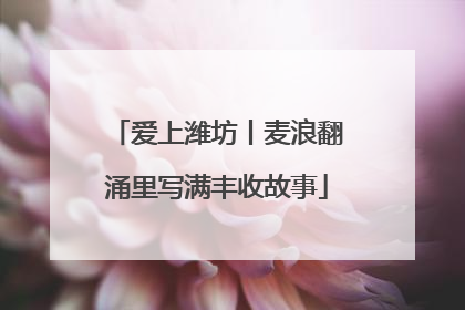 爱上潍坊丨麦浪翻涌里写满丰收故事