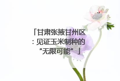 甘肃张掖甘州区：见证玉米制种的“无限可能”