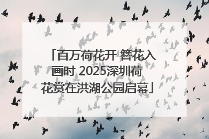 百万荷花开 簪花入画时 2025深圳荷花赏在洪湖公园启幕
