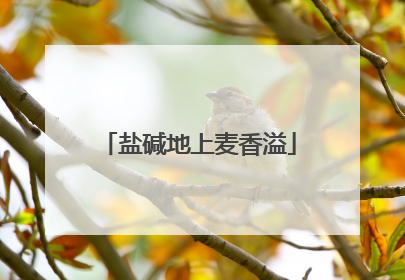 盐碱地上麦香溢