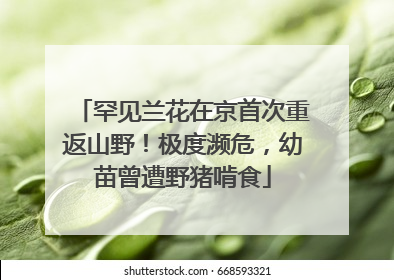 罕见兰花在京首次重返山野！极度濒危，幼苗曾遭野猪啃食
