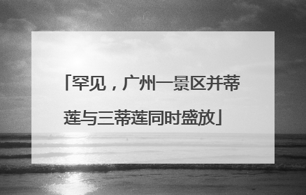 罕见，广州一景区并蒂莲与三蒂莲同时盛放