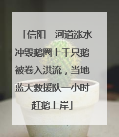 信阳一河道涨水冲毁鹅圈上千只鹅被卷入洪流，当地蓝天救援队一小时赶鹅上岸