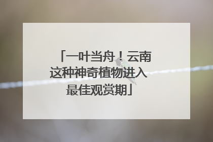 一叶当舟！云南这种神奇植物进入最佳观赏期