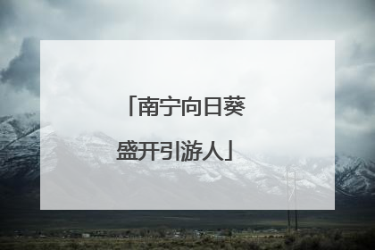 南宁向日葵盛开引游人