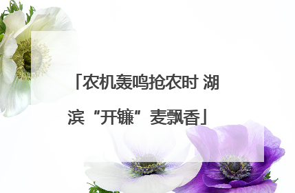 农机轰鸣抢农时 湖滨“开镰”麦飘香