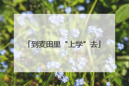 到麦田里“上学”去