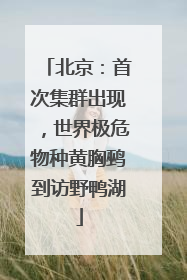 北京：首次集群出现，世界极危物种黄胸鹀到访野鸭湖