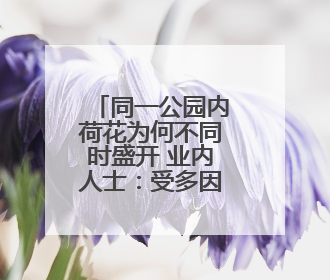 同一公园内荷花为何不同时盛开 业内人士：受多因素影响 属正常现象