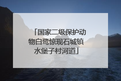 国家二级保护动物白鹭惊现石城镇水堡子村河道