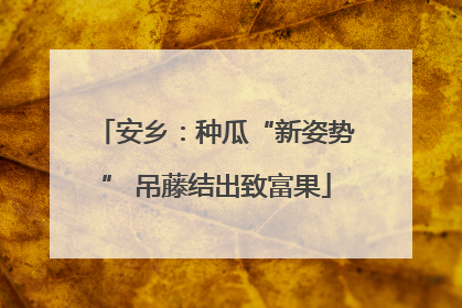 安乡：种瓜“新姿势” 吊藤结出致富果