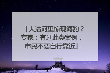 大沽河里惊现海豹？专家：有过此类案例，市民不要自行靠近
