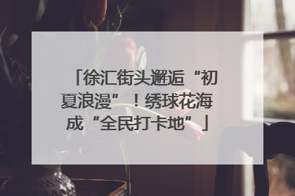 徐汇街头邂逅“初夏浪漫”！绣球花海成“全民打卡地”