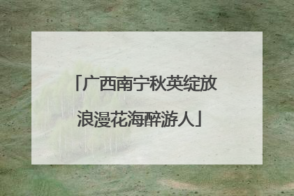 广西南宁秋英绽放 浪漫花海醉游人