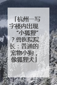 杭州一写字楼内出现“小狐狸”？兽医院院长：普通的宠物小狗，像狐狸犬