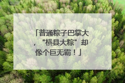 普通粽子巴掌大，“横县大粽”却像个巨无霸！