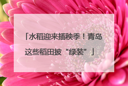 水稻迎来插秧季！青岛这些稻田披“绿装”