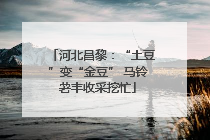 河北昌黎：“土豆”变“金豆” 马铃薯丰收采挖忙