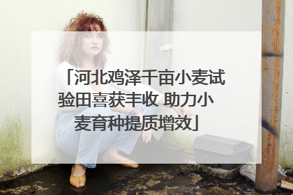 河北鸡泽千亩小麦试验田喜获丰收 助力小麦育种提质增效