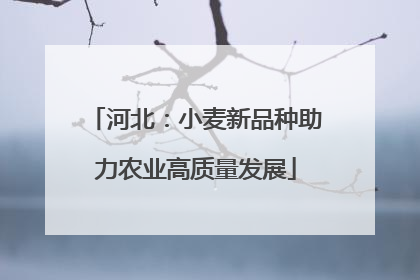 河北：小麦新品种助力农业高质量发展