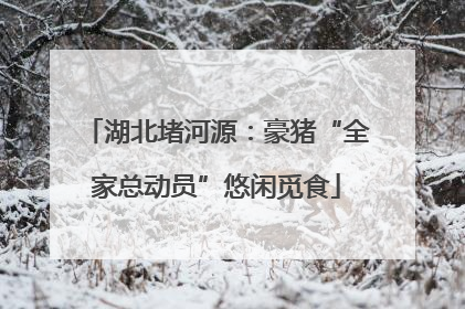 湖北堵河源：豪猪“全家总动员”悠闲觅食