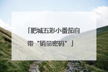 肥城五彩小番茄自带“销量密码”
