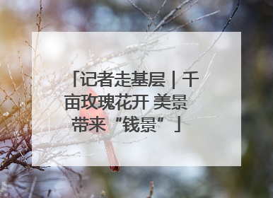 记者走基层｜千亩玫瑰花开 美景带来“钱景”