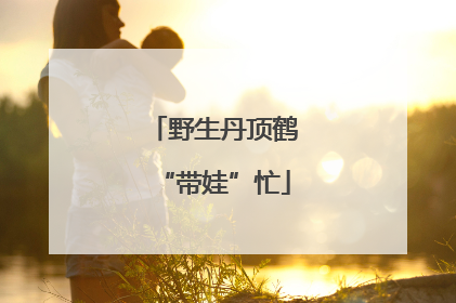 野生丹顶鹤“带娃”忙