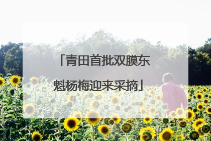 青田首批双膜东魁杨梅迎来采摘