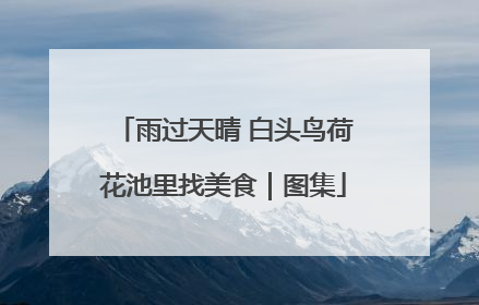 雨过天晴 白头鸟荷花池里找美食｜图集
