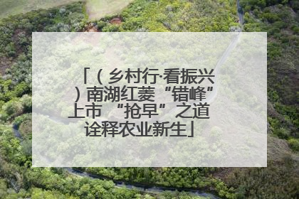 （乡村行·看振兴）南湖红菱“错峰”上市 “抢早”之道诠释农业新生