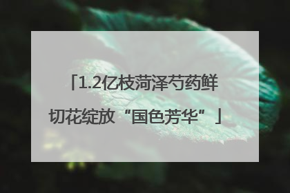 1.2亿枝菏泽芍药鲜切花绽放“国色芳华”