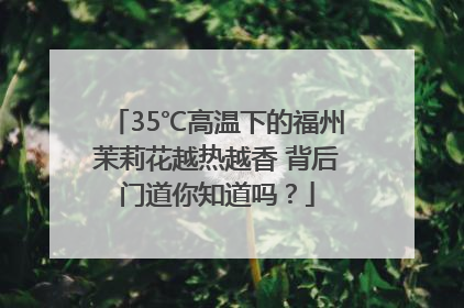 35℃高温下的福州茉莉花越热越香 背后门道你知道吗？